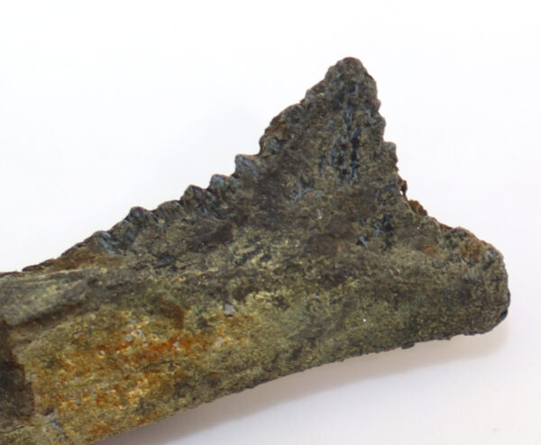 Edestus heinrichi (LEIDY) – Bild 4