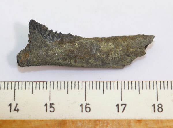 Edestus heinrichi (LEIDY) – Bild 6