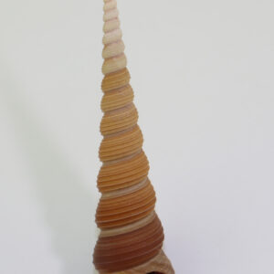 Turritella terebra (LINNAEUS)