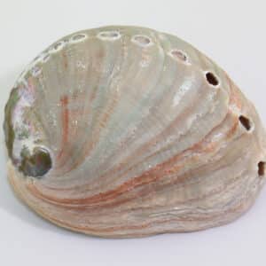 Haliotis rufescens (SWAINSON)