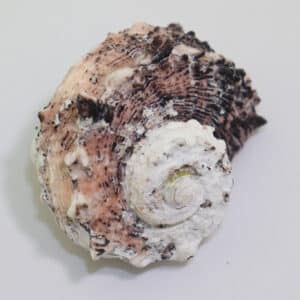 Angaria delphinus (LINNAEUS)