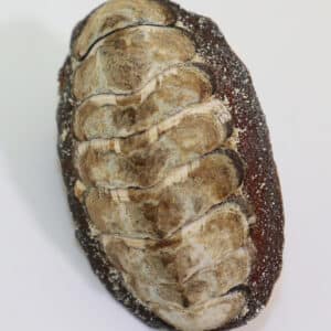 Acanthopleura granulata (GMELIN) <br> syn. Chiton granulatus