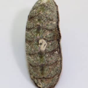 Callochiton incuvatus (LELOUP)