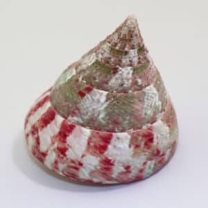 Tectus conus (GMELIN)