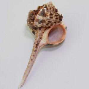 Haustellum haustellum (LINNAEUS) <br> Murex haustellum