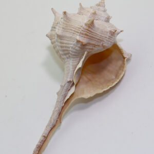 Bolinus brandaris (LINNAEUS) <br> syn. Murex brandaris