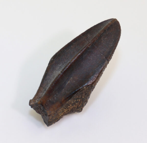 Corythosaurus sp. (BROWN)