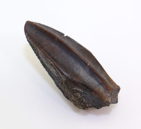 Corythosaurus sp. (BROWN) – Bild 2