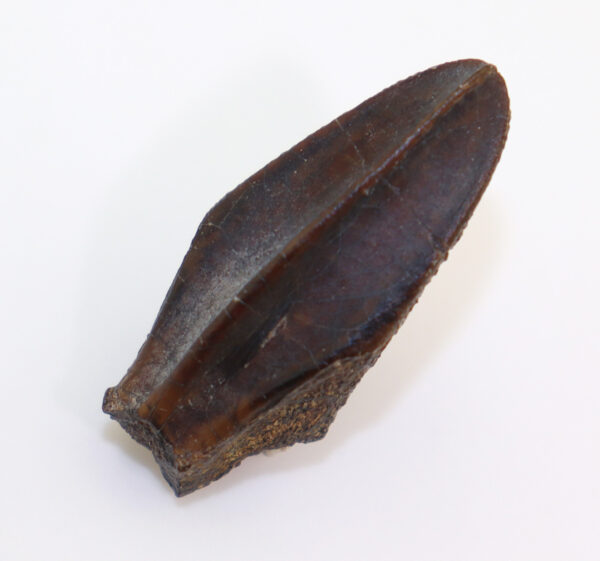 Corythosaurus sp. (BROWN) – Bild 3