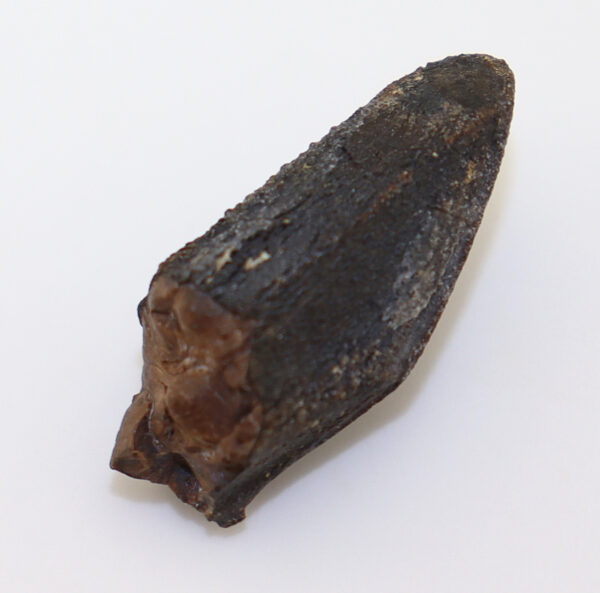 Corythosaurus sp. (BROWN) – Bild 4