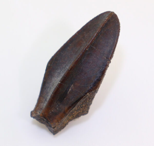 Corythosaurus sp. (BROWN) – Bild 5