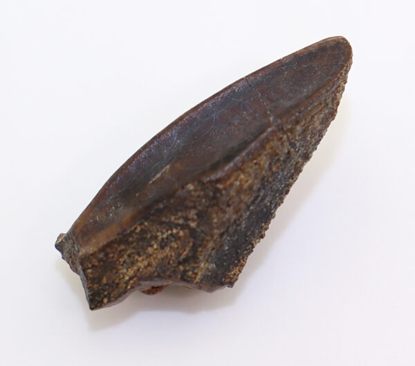 Corythosaurus sp. (BROWN) – Bild 6