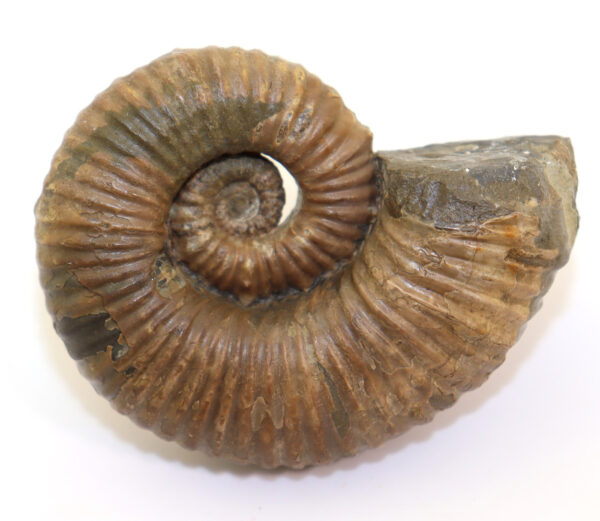 Australiceras jackii (ETHERIDGE)