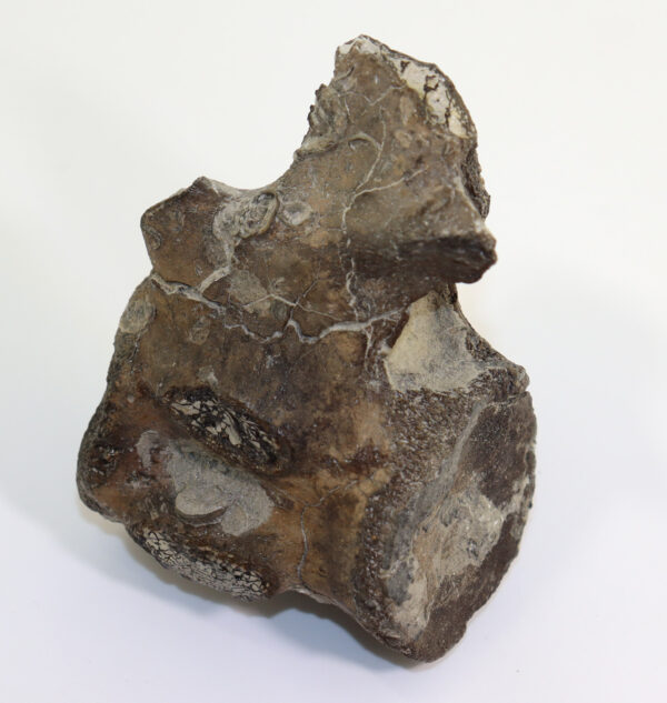 Metriorhynchus sp. (von MEYER)