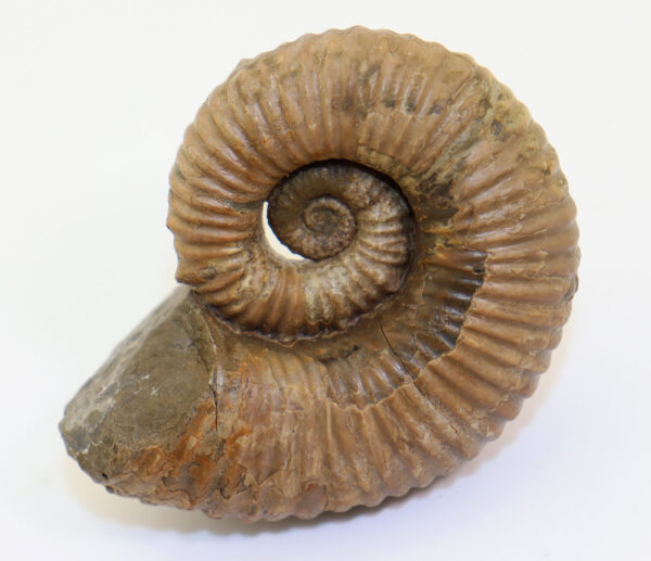 Australiceras jackii (ETHERIDGE) – Bild 2