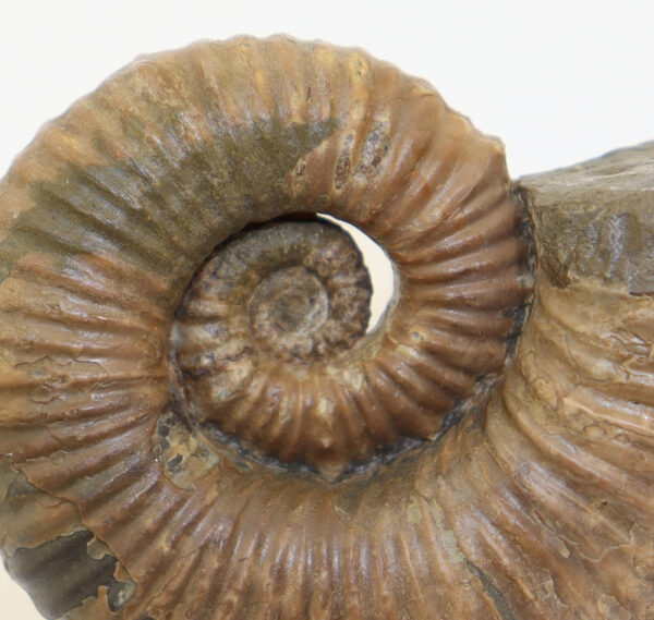 Australiceras jackii (ETHERIDGE) – Bild 3