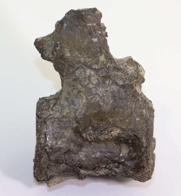 Metriorhynchus sp. (von MEYER) – Bild 3