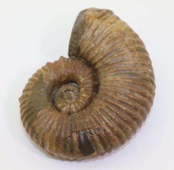 Australiceras jackii (ETHERIDGE) – Bild 5