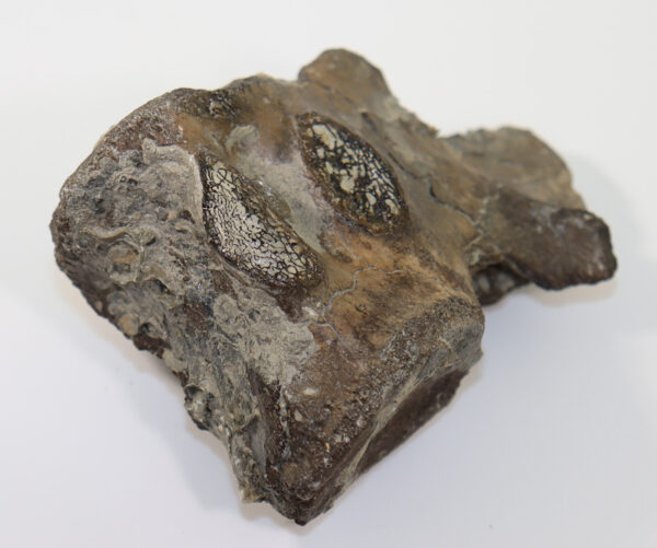 Metriorhynchus sp. (von MEYER) – Bild 5