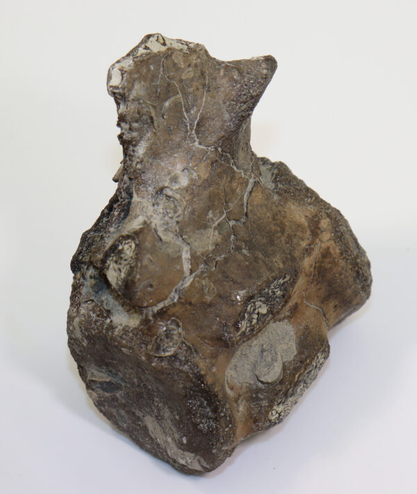 Metriorhynchus sp. (von MEYER) – Bild 6