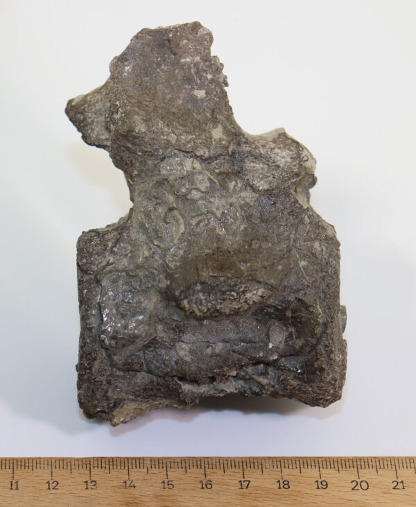 Metriorhynchus sp. (von MEYER) – Bild 7