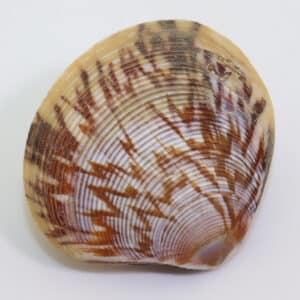 Sunetta donacina (GMELIN)