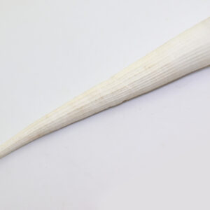 Fissidentalium metivieri (SCARABINO)