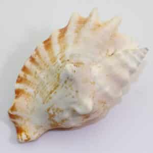 Sinustrombus sinuatus (LIGHTFOOT)