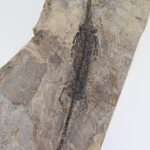 Pachypleurosaurus edwardsi (SANDER)