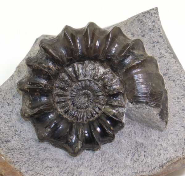 Androgynoceras (Oistoceras) fingulinum (SIMPSON)