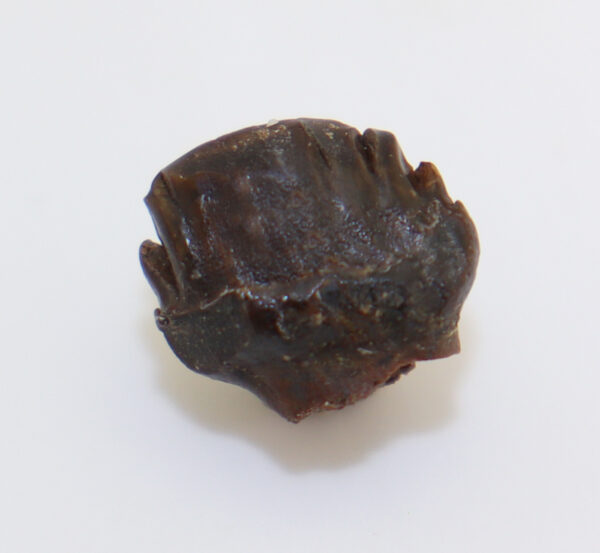 Ankylosaurus sp. (BROWN)