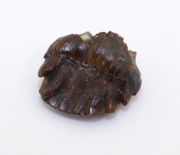 Ankylosaurus sp. (BROWN) – Bild 2