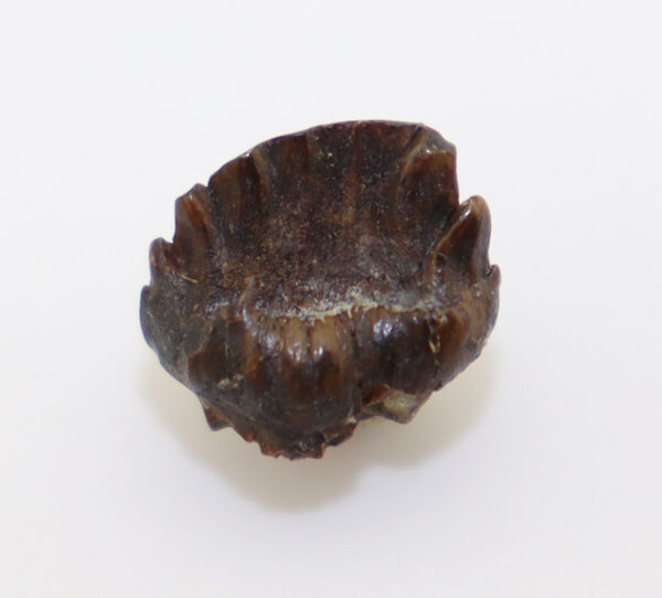 Ankylosaurus sp. (BROWN) – Bild 3