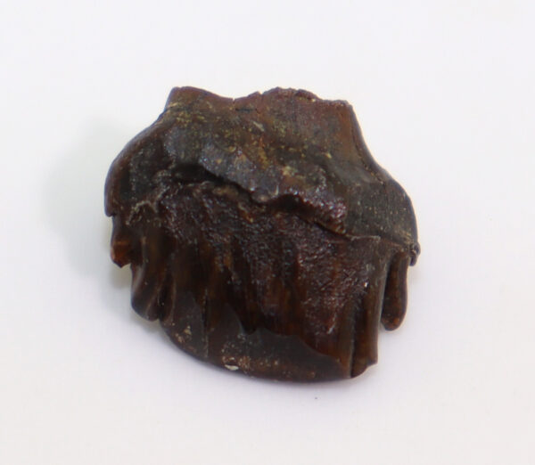 Ankylosaurus sp. (BROWN) – Bild 4