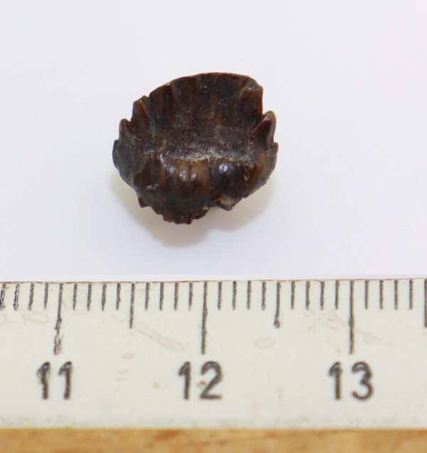 Ankylosaurus sp. (BROWN) – Bild 5