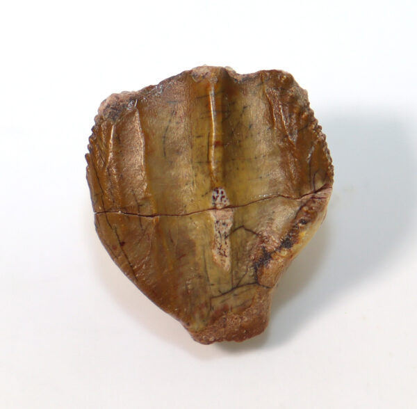 Ouranosaurus nigeriensis (TAQUET)
