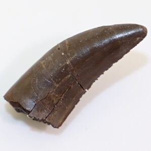 Dromaeosaurus albertensis (MATTHEW & BROWN)