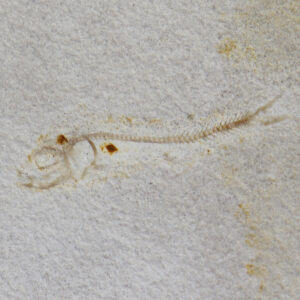 Orthogonikleithrus hoelli (ARRATIA)