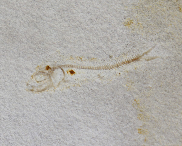 Orthogonikleithrus hoelli (ARRATIA)