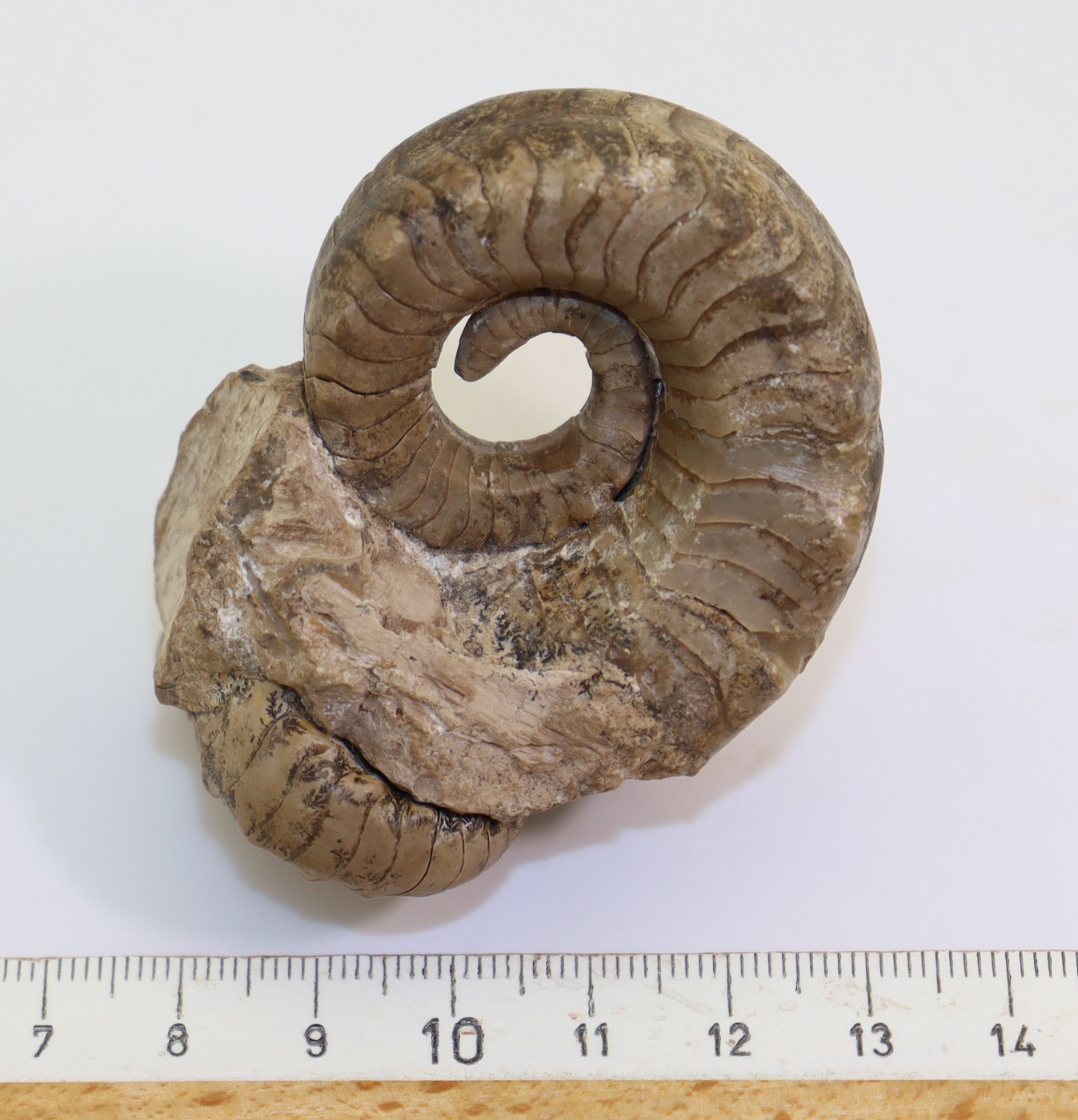 Metacoceras subquadratum (RUZHENCEV & SHIMANSKI) – Bild 10