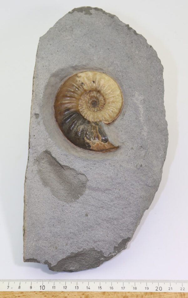 Asteroceras obtusum (SOWERBY) – Bild 5