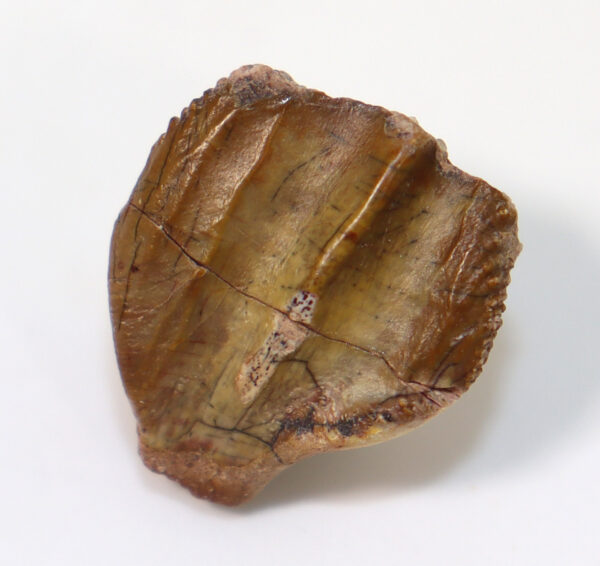 Ouranosaurus nigeriensis (TAQUET) – Bild 2