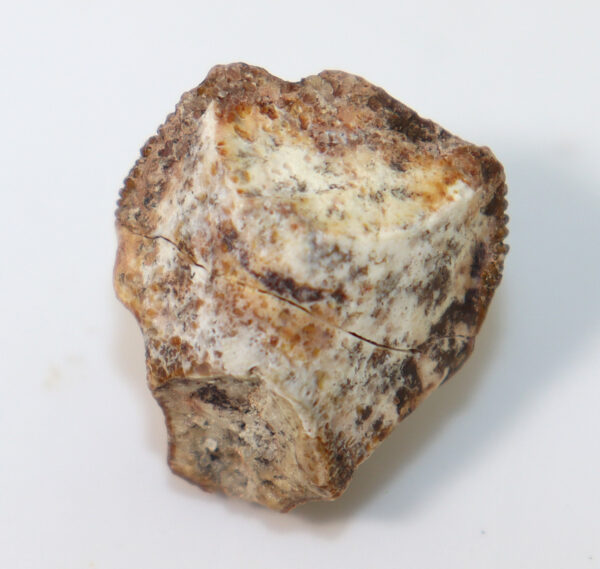 Ouranosaurus nigeriensis (TAQUET) – Bild 3