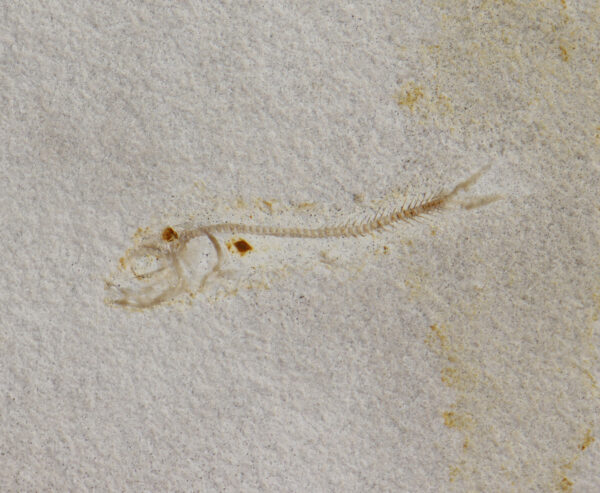 Orthogonikleithrus hoelli (ARRATIA) – Bild 2