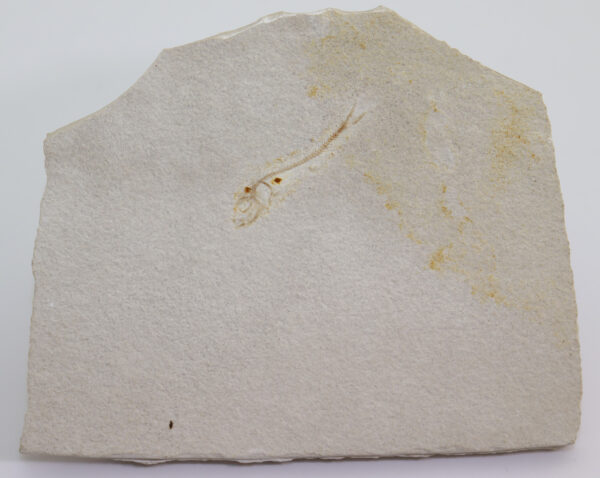 Orthogonikleithrus hoelli (ARRATIA) – Bild 3