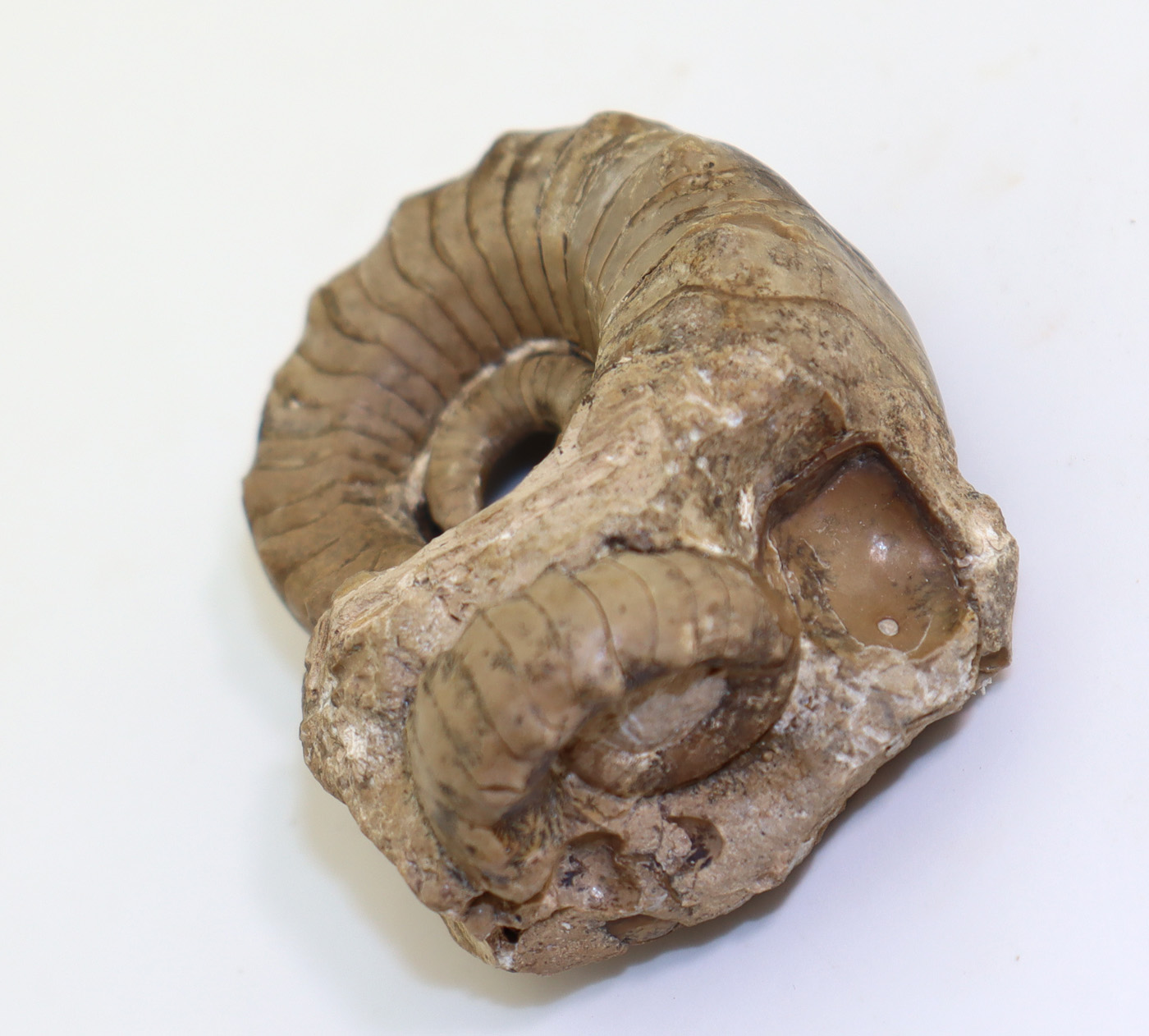 Metacoceras subquadratum (RUZHENCEV & SHIMANSKI) – Bild 6