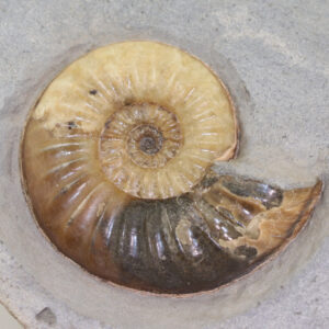 Asteroceras obtusum (SOWERBY)