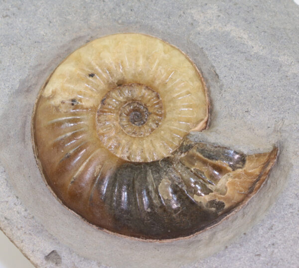Asteroceras obtusum (SOWERBY)