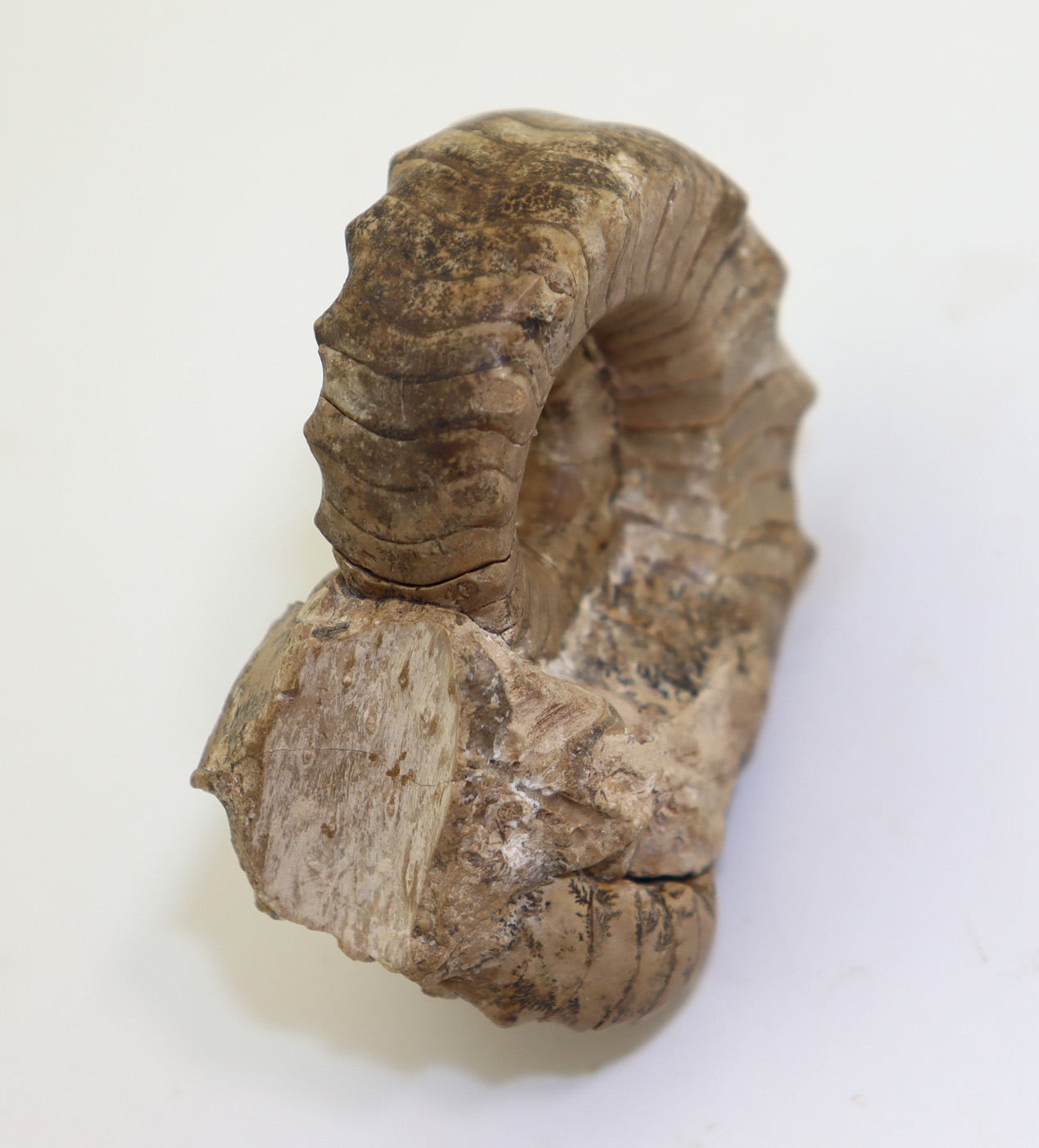 Metacoceras subquadratum (RUZHENCEV & SHIMANSKI) – Bild 7