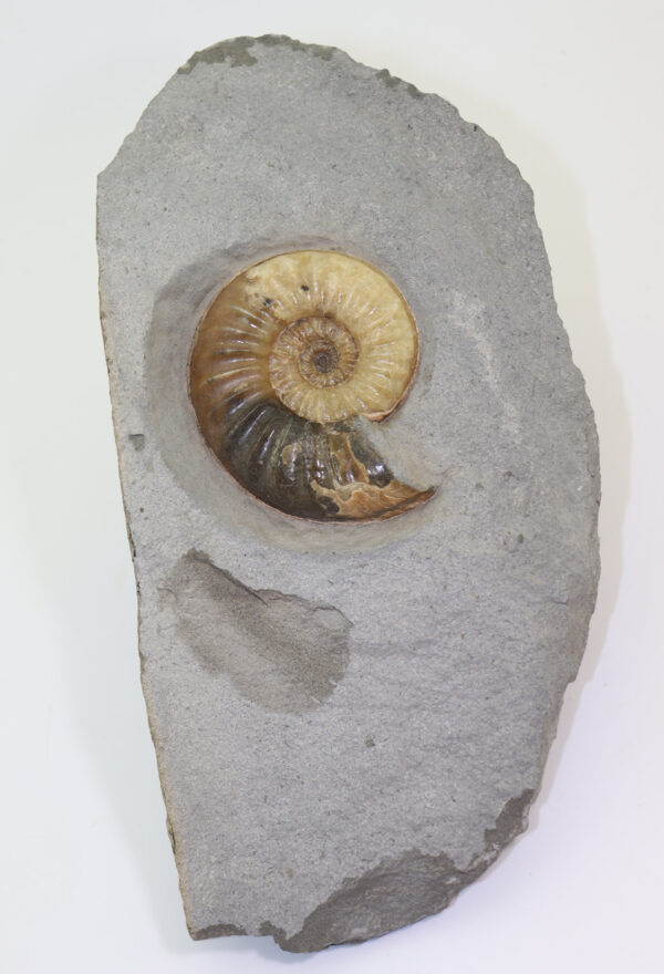 Asteroceras obtusum (SOWERBY) – Bild 2